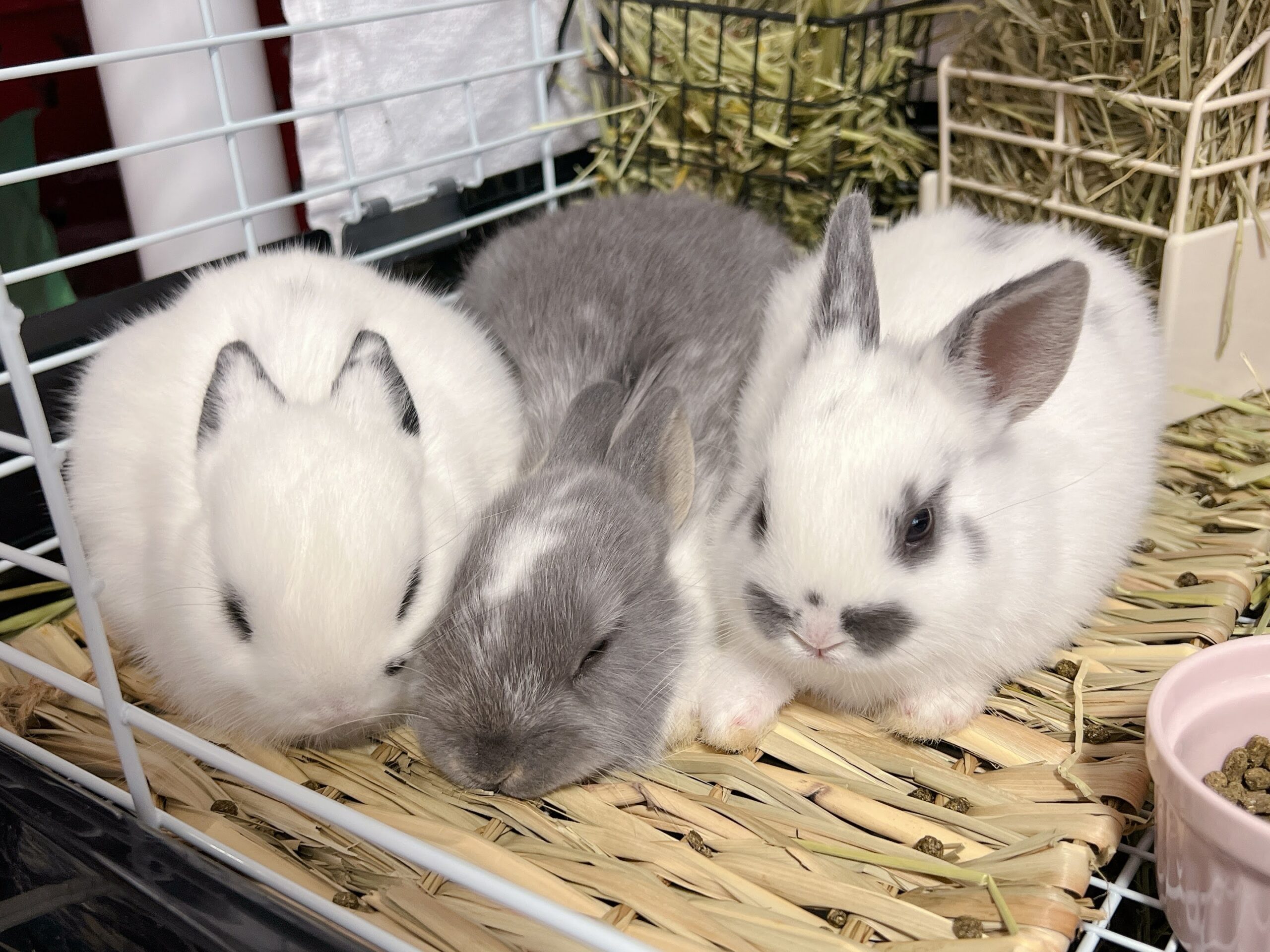 桐生から引き上げた子ウサギさん達３ぴょんの新しいお家が決まりました。