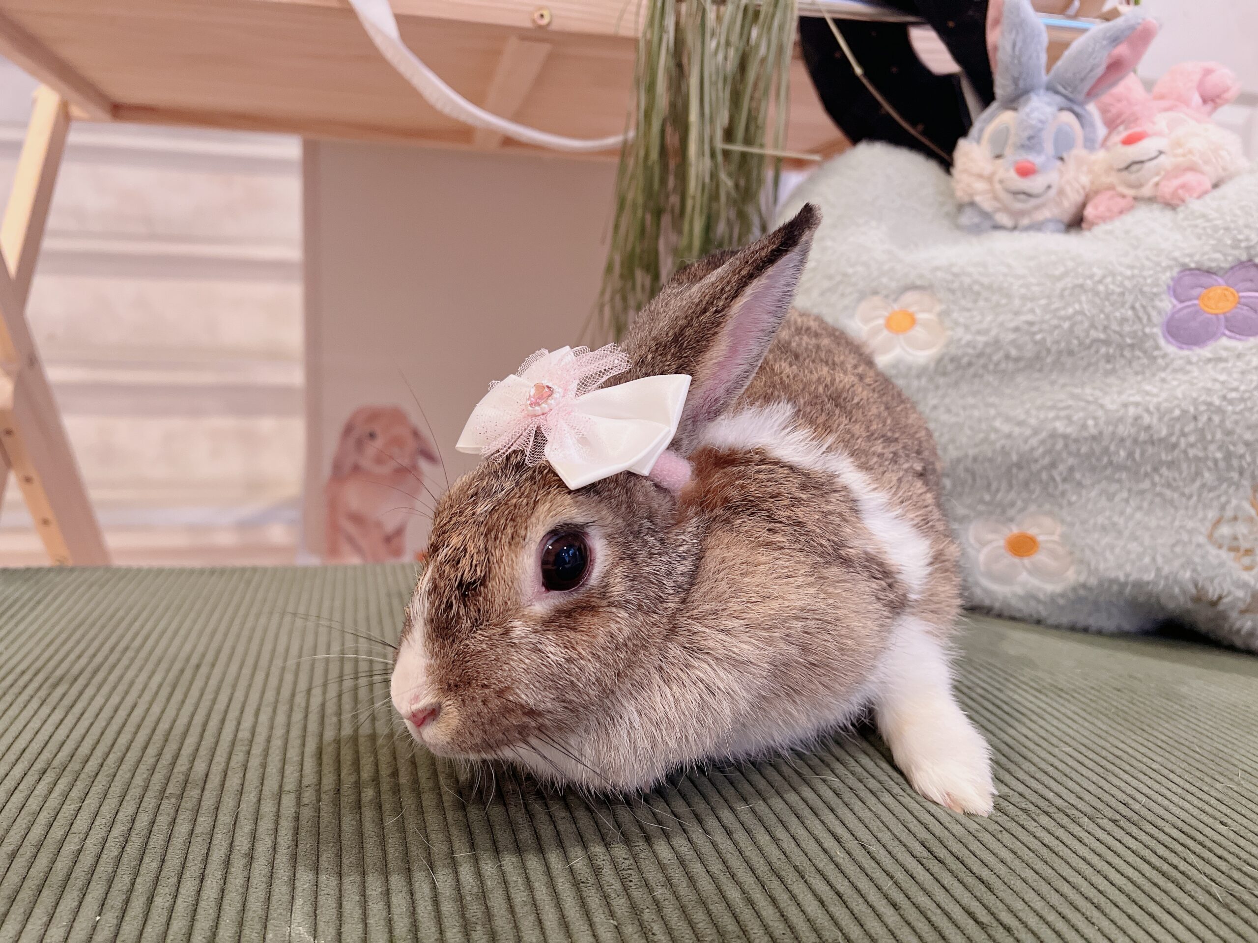 群馬県伊勢崎市で、うさぎさんの引き取りや、里親とつなげる活動